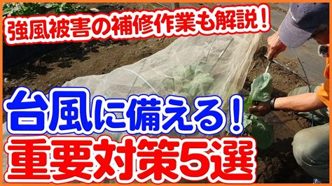 耐強風植物|風害対策の防風植栽として植えられた樹木